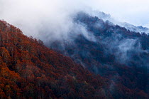 European beech forest (Fagus sylvatica) covered in low cloud cover, Polino, Umbria, Italy.