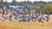 Feral Pigeon (Columba livia) flock flying over field near Helsinki, Finland, September