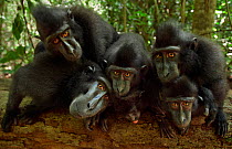 Celebes / Black crested macaque (Macaca nigra)  group watching with curiosity, Tangkoko National Park, Sulawesi, Indonesia
