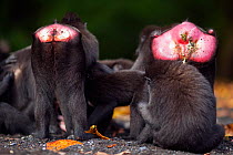 Celebes / Black crested macaque (Macaca nigra) group grooming, showing female bottoms, one on right in estrus the other not,Tangkoko National Park, Sulawesi, Indonesia.