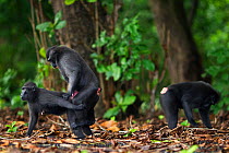 Celebes / Black crested macaque (Macaca nigra) two mating whilst another feeds nearby, Tangkoko National Park, Sulawesi, Indonesia.