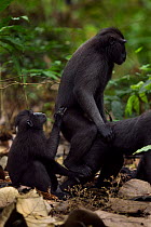 Celebes / Black crested macaque (Macaca nigra) couple mating whilst young looks on, Tangkoko National Park, Sulawesi, Indonesia.