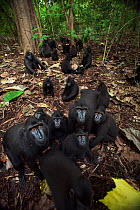 Celebes / Black crested macaque (Macaca nigra)  group approaching with curiosity, Tangkoko National Park, Sulawesi, Indonesia.