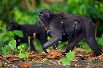 Celebes / Black crested macaque (Macaca nigra)  females carrying their babies aged less than 1 month under their bellies, Tangkoko National Park, Sulawesi, Indonesia.