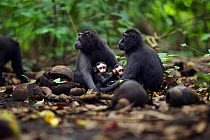 Celebes / Black crested macaque (Macaca nigra)  females sitting with their babies aged less than 1 month, Tangkoko National Park, Sulawesi, Indonesia.