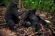Celebes / Black crested macaque (Macaca nigra)  sub-adult male being groomed by a juvenile, Tangkoko National Park, Sulawesi, Indonesia.