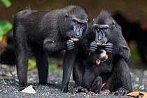 Celebes / Black crested macaque (Macaca nigra)  females feeding on pieces of drift wood, one with baby attached, Tangkoko National Park, Sulawesi, Indonesia.
