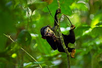 Celebes / Black crested macaque (Macaca nigra)  female baby aged less than 1 month playing in a tree, Tangkoko National Park, Sulawesi, Indonesia.