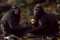 Celebes / Black crested macaque (Macaca nigra)  females sitting, one with a baby aged less than 1 month, Tangkoko National Park, Sulawesi, Indonesia.