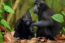 Celebes / Black crested macaque (Macaca nigra)  female grooming an infant, Tangkoko National Park, Sulawesi, Indonesia.