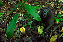 Celebes / Black crested macaque (Macaca nigra)  sub-adult male sitting on the forest floor looking up, Tangkoko National Park, Sulawesi, Indonesia.