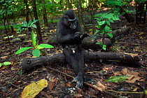 Celebes / Black crested macaque (Macaca nigra)  sub-adult male sitting on a fallen branch self-grooming, Tangkoko National Park, Sulawesi, Indonesia.