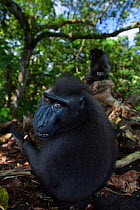 Celebes / Black crested macaque (Macaca nigra)  sub-adult male watching over his back with curiosity, Tangkoko National Park, Sulawesi, Indonesia.