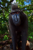 Celebes / Black crested macaque (Macaca nigra)  sub-adult male standing portrait, Tangkoko National Park, Sulawesi, Indonesia.