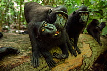 Celebes / Black crested macaque (Macaca nigra) group playing on a fallen tree, Tangkoko National Park, Sulawesi, Indonesia.