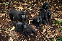 Celebes / Black crested macaque (Macaca nigra)  group sitting on the forest floor, Tangkoko National Park, Sulawesi, Indonesia.