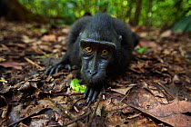 Celebes / Black crested macaque (Macaca nigra)  juvenile on ground watching with curiosity, Tangkoko National Park, Sulawesi, Indonesia.