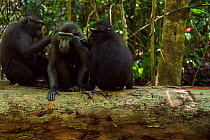Celebes / Black crested macaque (Macaca nigra) group grooming on a fallen tree, Tangkoko National Park, Sulawesi, Indonesia.