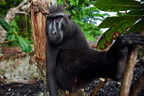 Celebes / Black crested macaque (Macaca nigra)  sub-adult male sitting in a tree, Tangkoko National Park, Sulawesi, Indonesia.