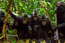 Celebes / Black crested macaque (Macaca nigra)  group watching with curiosity, Tangkoko National Park, Sulawesi, Indonesia.