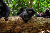 Celebes / Black crested macaque (Macaca nigra)  sub-adult male being playful on a fallen tree,  Tangkoko National Park, Sulawesi, Indonesia.