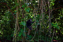 Celebes / Black crested macaque (Macaca nigra)  juvenile sitting in a tree, Tangkoko National Park, Sulawesi, Indonesia.