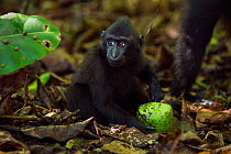 Celebes / Black crested macaque (Macaca nigra)  infant aged 9-12 months holding a fruit, Tangkoko National Park, Sulawesi, Indonesia.