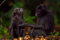 Celebes / Black crested macaque (Macaca nigra)  female being groomed by a male, Tangkoko National Park, Sulawesi, Indonesia.