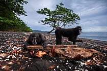 Celebes / Black crested macaques (Macaca nigra)licking drift wood on the beach for the salt, Tangkoko National Park, Sulawesi, Indonesia.