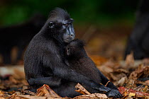 Celebes / Black crested macaque (Macaca nigra)  female with suckling infant aged 9-12 months, Tangkoko National Park, Sulawesi, Indonesia.