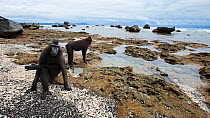 Celebes / Black crested macaque (Macaca nigra)  subadult male sitting amongst the rock pools at low tide, Tangkoko National Park, Sulawesi, Indonesia.