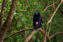 Celebes / Black crested macaque (Macaca nigra)  female sitting in a tree with her baby aged less than 1 month, Tangkoko National Park, Sulawesi, Indonesia.