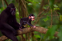 Celebes / Black crested macaque (Macaca nigra)  female sitting in a tree with her baby aged less than 1 month, Tangkoko National Park, Sulawesi, Indonesia.