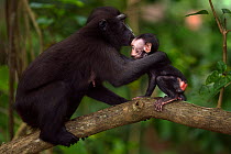 Celebes / Black crested macaque (Macaca nigra)  female gathering up her baby to move on, Tangkoko National Park, Sulawesi, Indonesia.