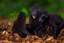 Celebes / Black crested macaque (Macaca nigra)  juveniles play fighting, Tangkoko National Park, Sulawesi, Indonesia.