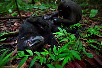 Celebes / Black crested macaque (Macaca nigra)  female being groomed by a juvenile, Tangkoko National Park, Sulawesi, Indonesia.