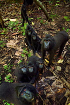 Celebes / Black crested macaque (Macaca nigra)  group watching with curiosity, Tangkoko National Park, Sulawesi, Indonesia.