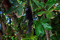 Celebes / Black crested macaque (Macaca nigra)  juvenile hanging from a branch, Tangkoko National Park, Sulawesi, Indonesia.