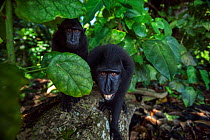 Celebes / Black crested macaque (Macaca nigra)  juveniles approaching with curosity, Tangkoko National Park, Sulawesi, Indonesia.