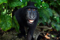 Celebes / Black crested macaque (Macaca nigra)  juvenile approaching with curiosity, Tangkoko National Park, Sulawesi, Indonesia.