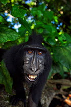 Celebes / Black crested macaque (Macaca nigra)  juvenile approaching with curosity, Tangkoko National Park, Sulawesi, Indonesia.