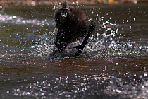 Celebes / Black crested macaque (Macaca nigra)  playing in the river, Tangkoko National Park, Sulawesi, Indonesia.