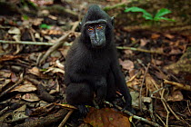 Celebes / Black crested macaque (Macaca nigra)  infant aged 9-12 months sitting on the forest floor, Tangkoko National Park, Sulawesi, Indonesia.