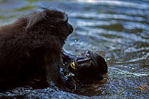 Celebes / Black crested macaque (Macaca nigra) juveniles playing in the river, Tangkoko National Park, Sulawesi, Indonesia.