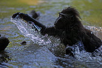 Celebes / Black crested macaque (Macaca nigra) playing in the river, Tangkoko National Park, Sulawesi, Indonesia.