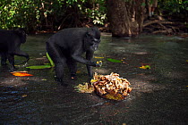Celebes / Black crested macaque (Macaca nigra)  sub-adult males feeding on Jack fruit in the river, Tangkoko National Park, Sulawesi, Indonesia.
