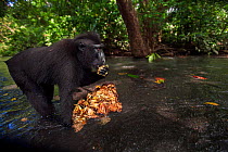 Celebes / Black crested macaque (Macaca nigra)  sub-adult male feeding on Jack fruit in the river, Tangkoko National Park, Sulawesi, Indonesia.