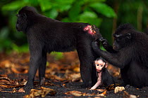 Celebes / Black crested macaque (Macaca nigra)  female with her baby aged less than 1 month being groomed, Tangkoko National Park, Sulawesi, Indonesia.