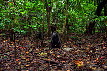 Celebes / Black crested macaque (Macaca nigra)  mature male sitting in a forest clearing, Tangkoko National Park, Sulawesi, Indonesia.