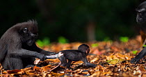 Celebes / Black crested macaque (Macaca nigra)  baby aged less than 1 month playing with curious juveniles, Tangkoko National Park, Sulawesi, Indonesia.
